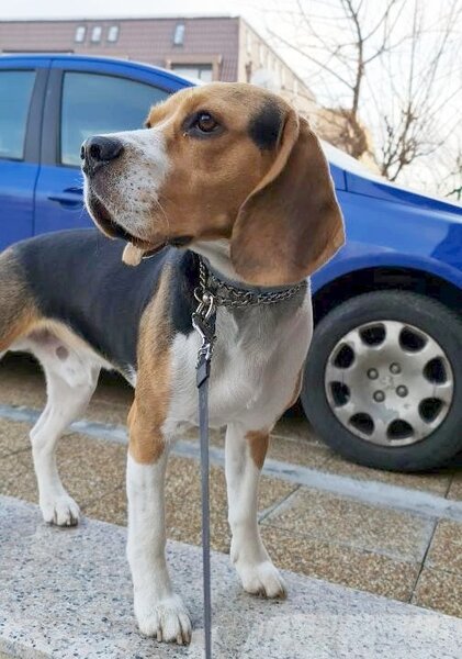Caut femela Beagle pentru imperechere.