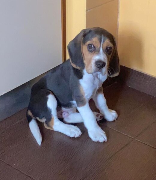 Caut femela Beagle pentru imperechere.