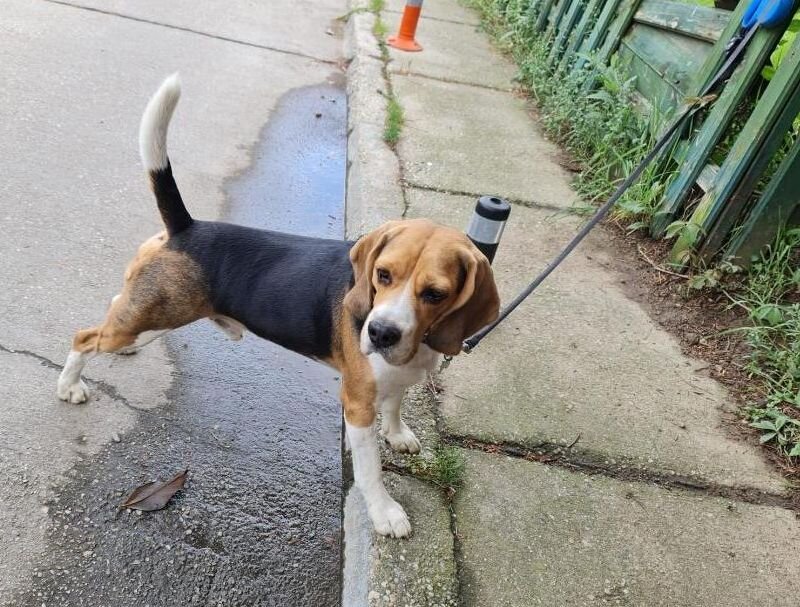 Caut femela Beagle pentru imperechere.