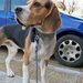 Caut femela Beagle pentru imperechere.