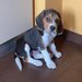 Caut femela Beagle pentru imperechere.